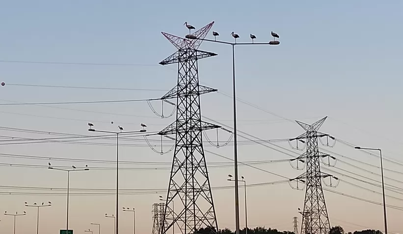 Leylek göçü seferberliği