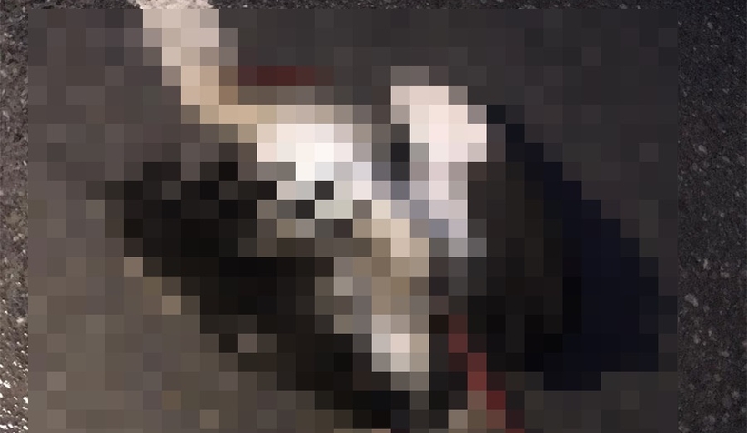 Leylek mahalleyi elektriksiz bıraktı