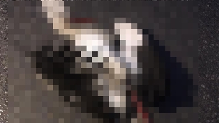 Leylek mahalleyi elektriksiz bıraktı