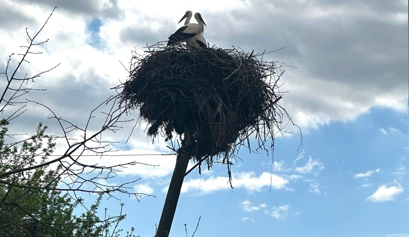 Leyleklerin yuvası yıkılmaktan kurtarıldı