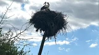 Leyleklerin yuvası yıkılmaktan kurtarıldı