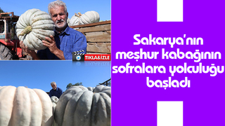 Lezzetiyle büyüleyen bal kabağının sofralara yolculuğu başladı