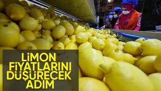 Limon ihracatı durduruldu
