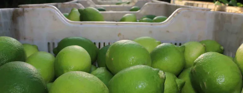 Limona vergi düzenlemesi geldi