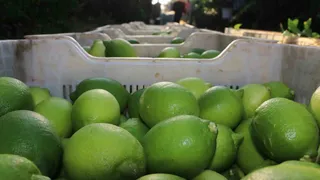 Limona vergi düzenlemesi geldi