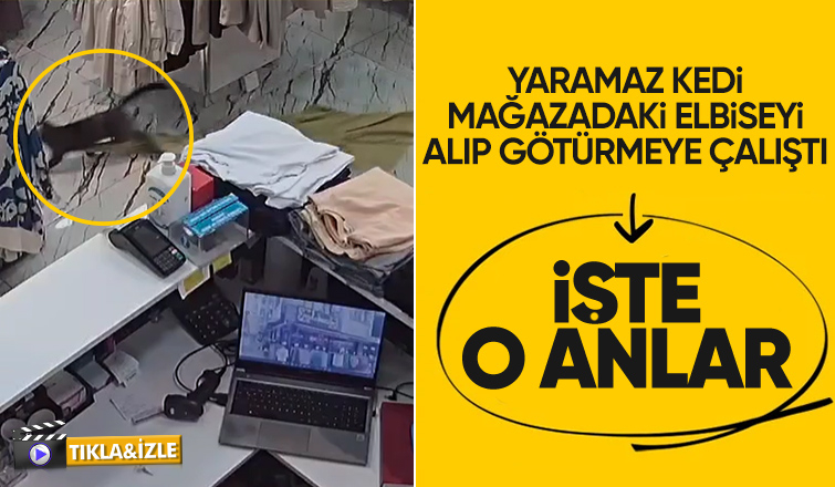 Mağazada ilginç olay, kedi az kalsın elbiseyi götürüyordu