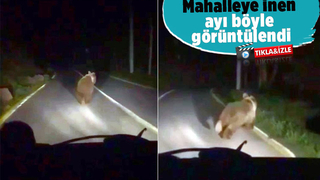 Mahalleye inen ayı arkasına bile bakmadan kaçtı
