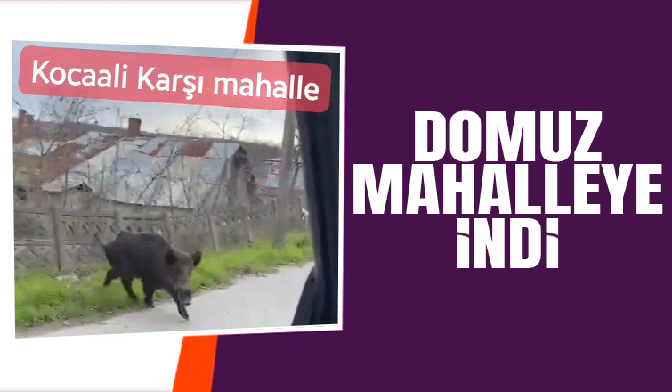 Mahalleye inen domuz görüntülendi