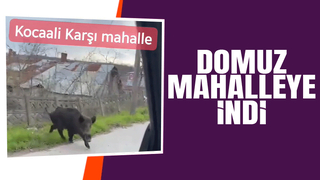 Mahalleye inen domuz görüntülendi