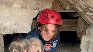 Mahsur kalan yavru köpekler kurtarıldı