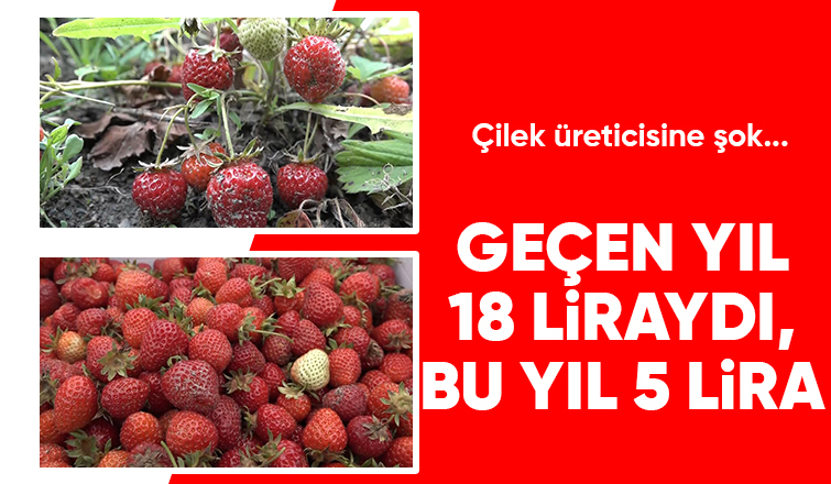 Maliyetini karşılamayan çilek tarlada kaldı