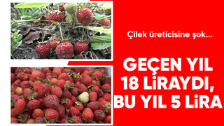 Maliyetini karşılamayan çilek tarlada kaldı