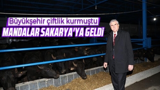 Manda yetiştiriciliği Sakarya’da yeniden hayat bulacak