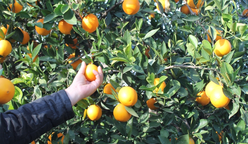 Mandalina bahçede 3 TL, markette 15-20 lira