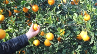 Mandalina bahçede 3 TL, markette 15-20 lira