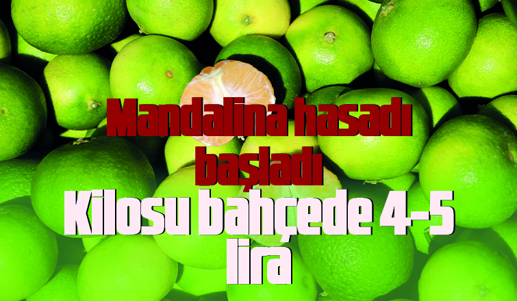Mandalinanın kilosu bahçede 4-5 liradan satılıyor