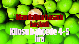 Mandalinanın kilosu bahçede 4-5 liradan satılıyor