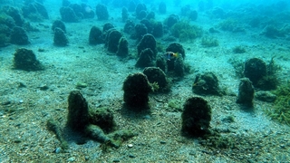 Marmara Denizi için yeni umudun adı: Pina