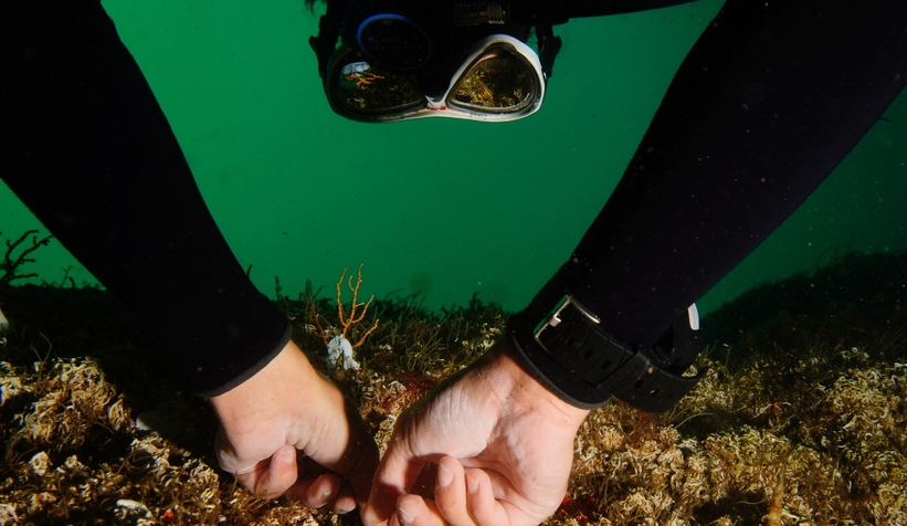 Marmara Denizi’ne 400 kök mercan ekildi