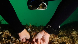 Marmara Denizi’ne 400 kök mercan ekildi