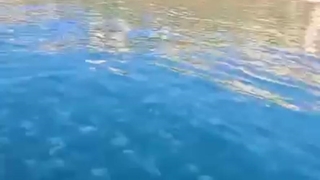 Marmara’da denizanası istilası