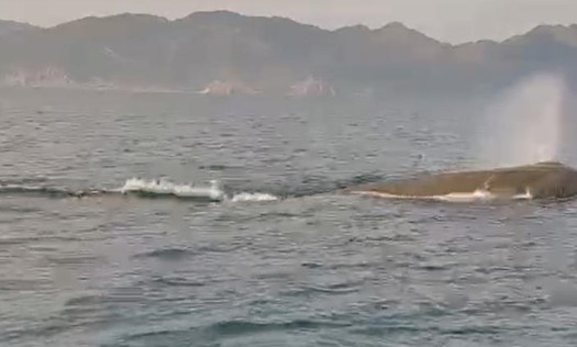 Marmaris açıklarında balina sürprizi