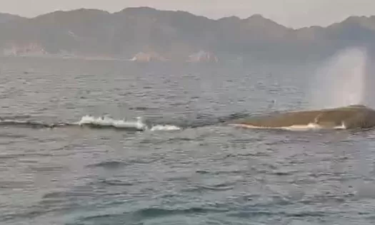 Marmaris açıklarında balina sürprizi