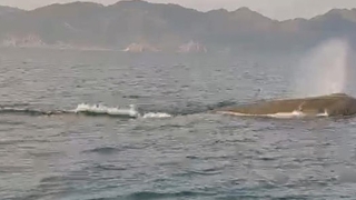 Marmaris açıklarında balina sürprizi