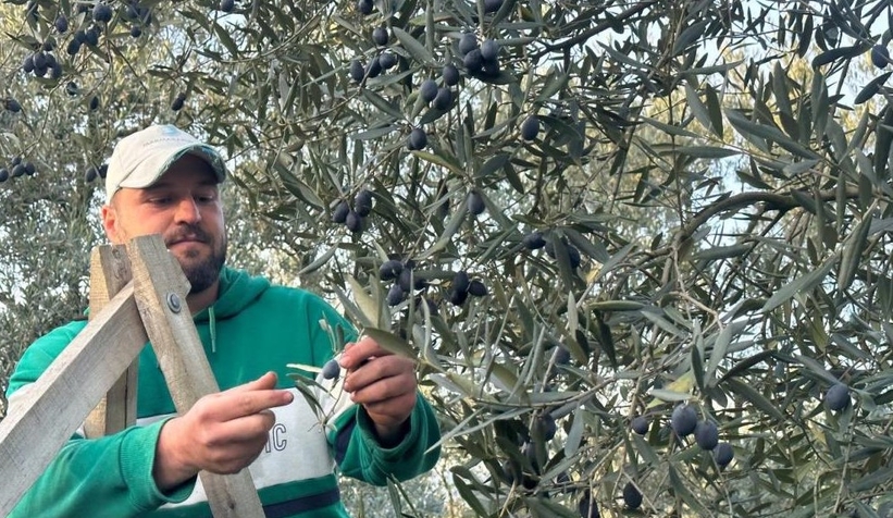 Mart ayında zeytin hasadı şaşırttı