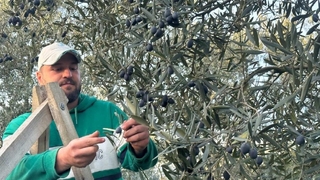Mart ayında zeytin hasadı şaşırttı