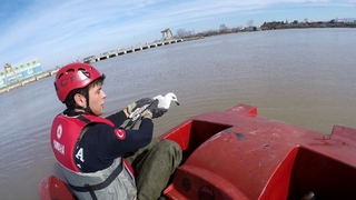 Martı kurtarma operasyonu