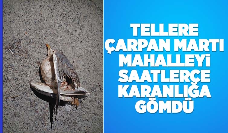 Martı mahalleyi saatlerce karanlığa gömdü