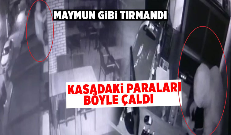 Maymun hırsız tutuklandı