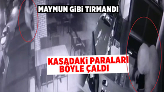 Maymun hırsız tutuklandı