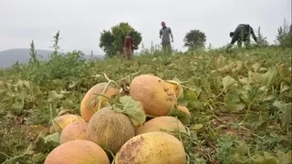 Medetli kavununun hasadı başladı