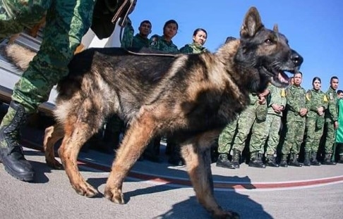 Meksika’dan gelen arama-kurtarma köpeği Proteo hayatını kaybetti