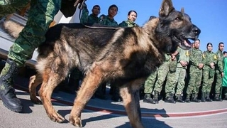 Meksika’dan gelen arama-kurtarma köpeği Proteo hayatını kaybetti