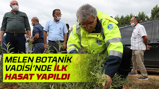 Melen Botanik Vadisi’nde ilk hasat yapıldı