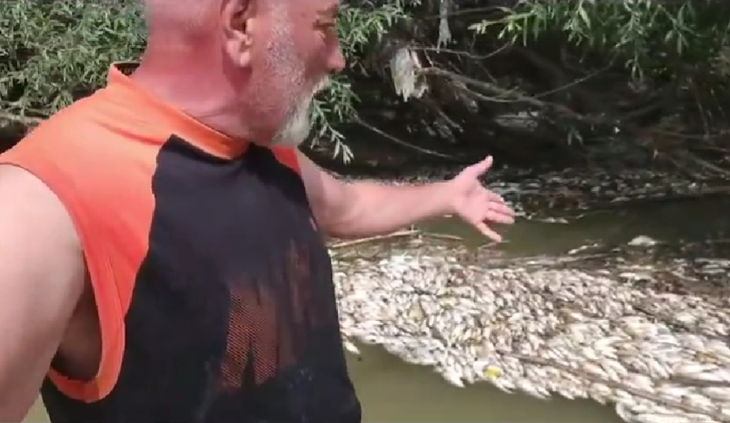 Melen'de toplu balık ölümü