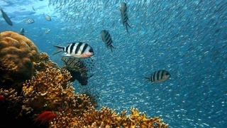  Mercan resiflerinin yarısı yok olacak