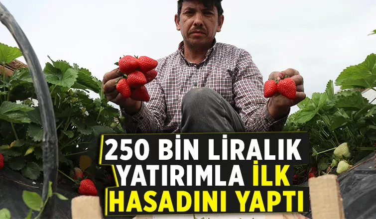 Mersin'den geldi sakaryada çilek yetiştiriyor