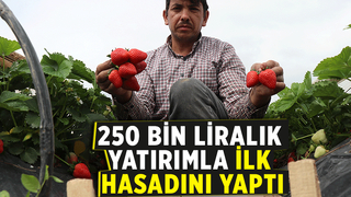 Mersin'den geldi sakaryada çilek yetiştiriyor