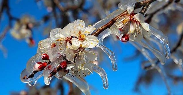 Meteorolojiden zirai don uyarısı