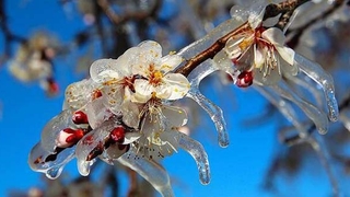 Meteorolojiden zirai don uyarısı
