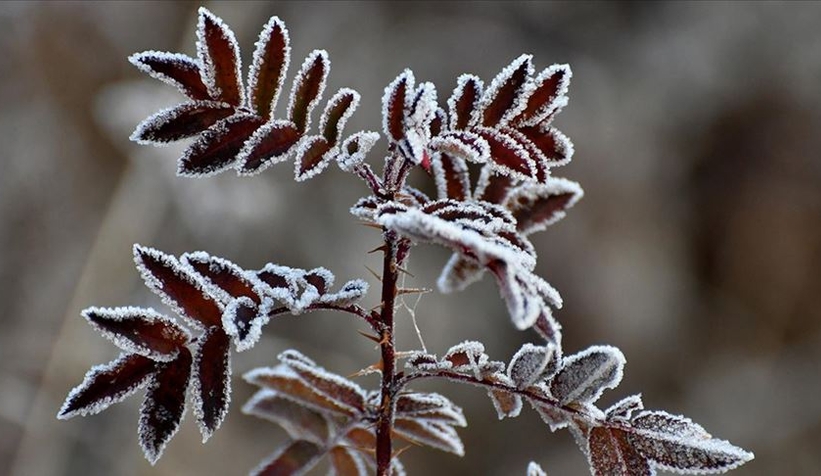 Meteorolojiden zirai don uyarısı