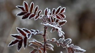 Meteorolojiden zirai don uyarısı