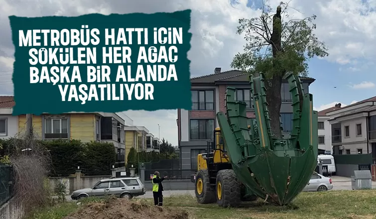 Metrobüs hattı için sökülen her ağaç başka alanlara ekiliyor