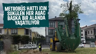 Metrobüs hattı için sökülen her ağaç başka alanlara ekiliyor