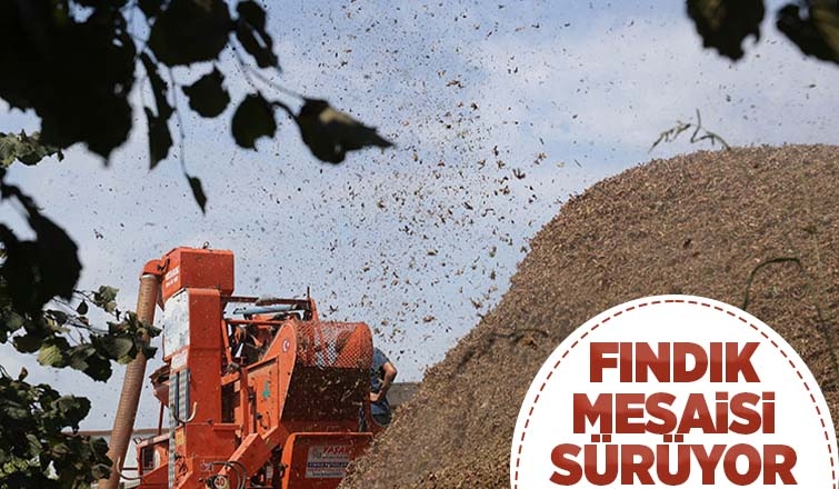 Mevsimlik tarım işçilerinin zorlu fındık mesaisi sürüyor