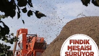 Mevsimlik tarım işçilerinin zorlu fındık mesaisi sürüyor